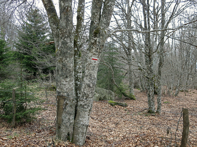 19774534620_8be18e166a_z