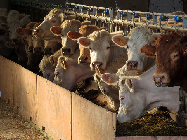 19382866220_e5551c1da3_z