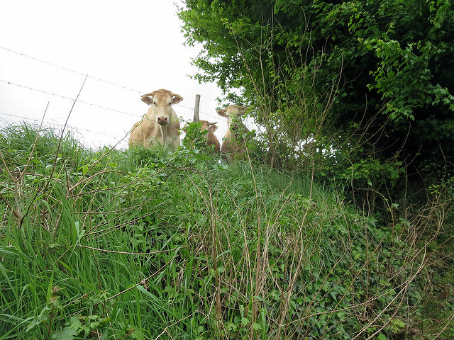 20242110816_80c3020218_z