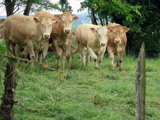 20268328355_1932361ea3_z