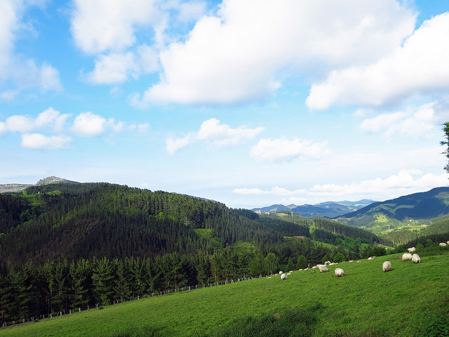 42133962455_892892a15c_z