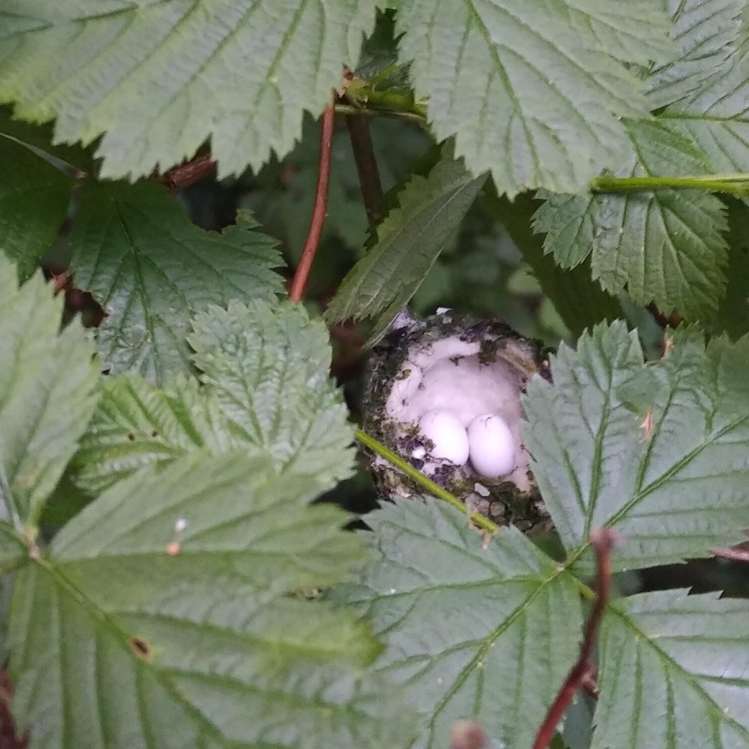 IMG_20200519_1917384