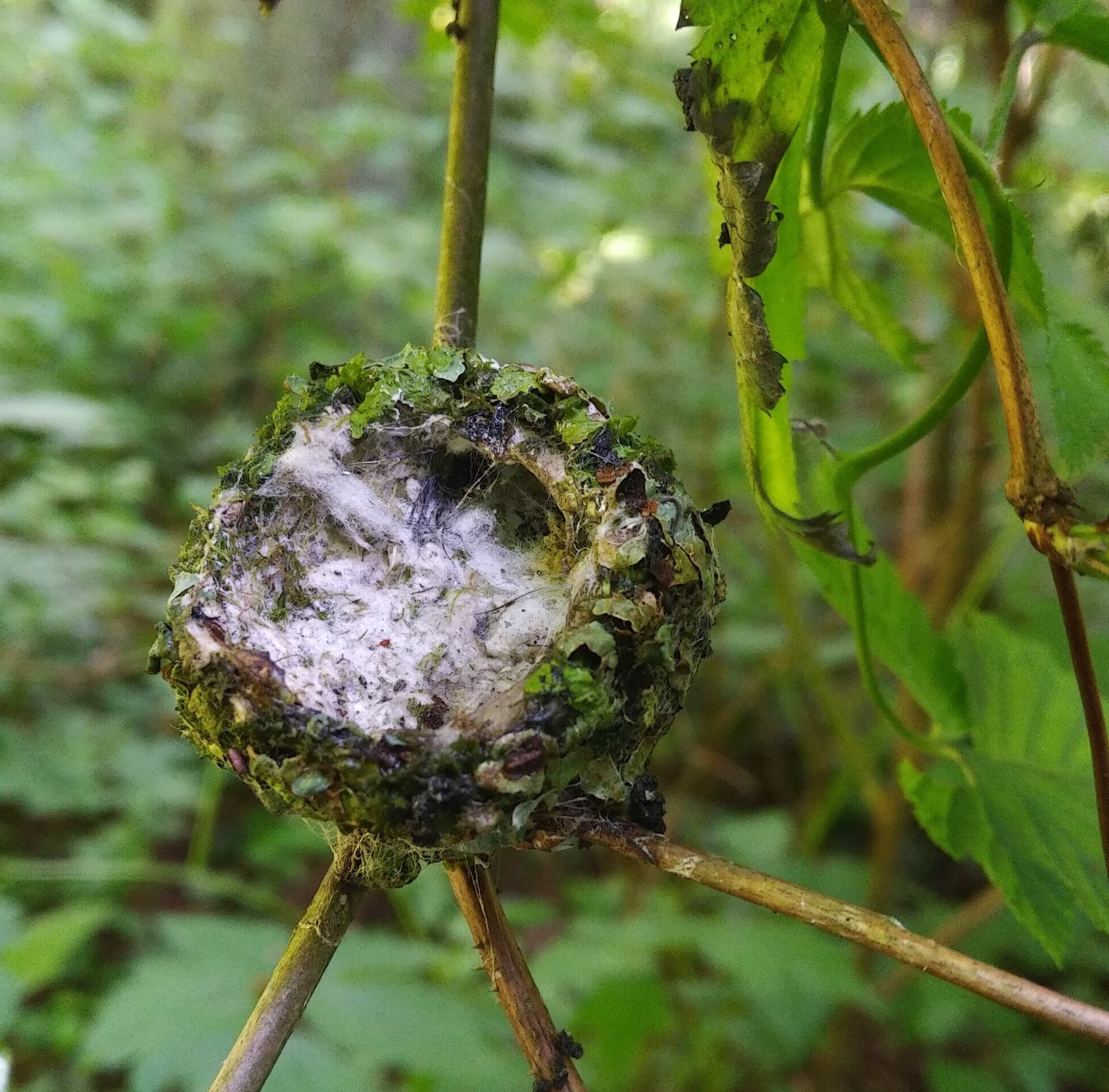 IMG_20200614_1239079